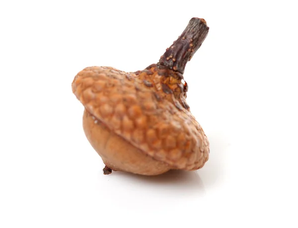 Makro för en acorn — Stockfoto