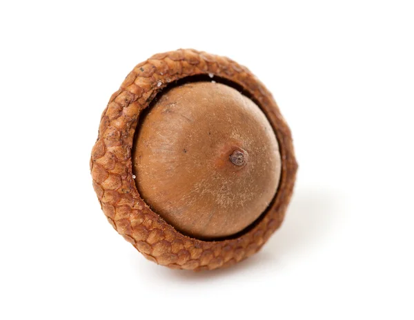 Makro för en acorn — Stockfoto
