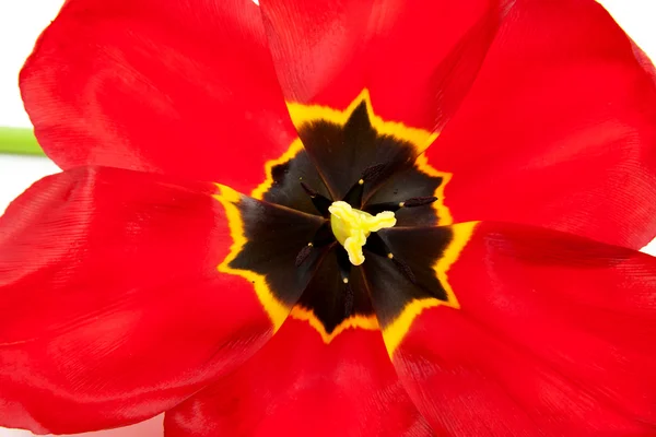 Macro of open red tulip — Stock Photo, Image