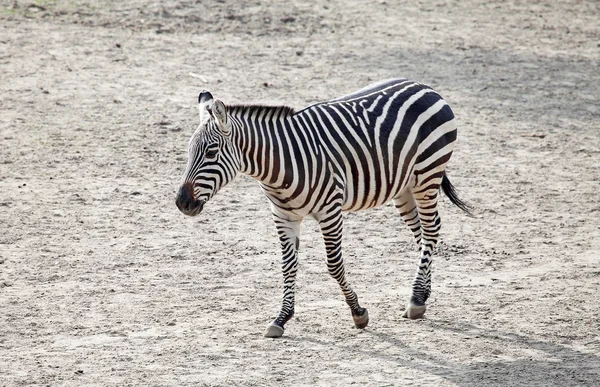 Zebra. Fotografia De Stock