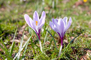 Hollandalı bahar crocus mor çiçekler