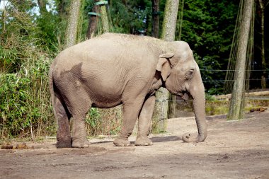 Hayvanat bahçesindeki fil