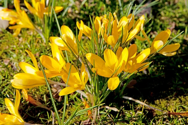 stock image Yellow Dutch spring crocus flowers