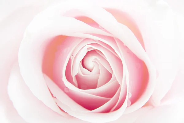 Mooie roze roos met water druppels in close-up — Stockfoto