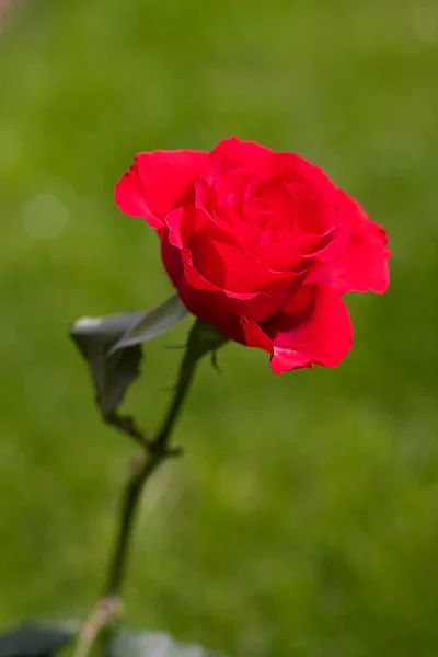 stock image Red rose flower