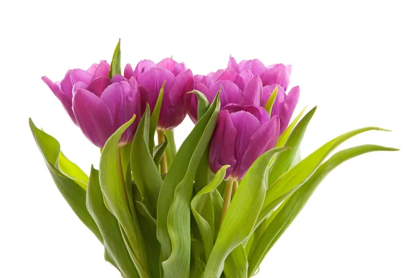 Tulipes néerlandaises pourpres — Photo