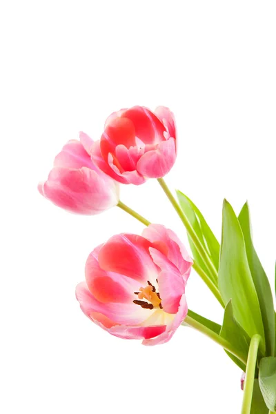 Roze Nederlandse tulpen — Stockfoto