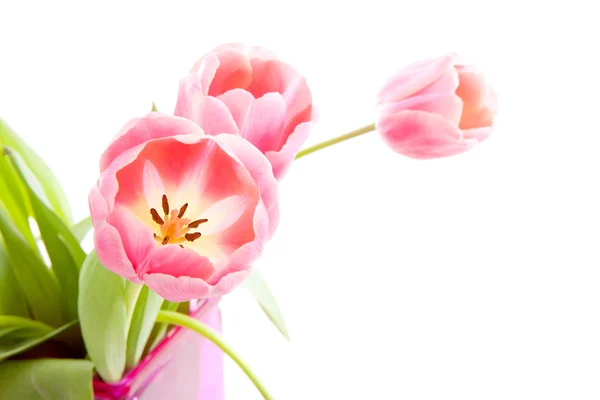 Рожеві тюльпани Голландська — стокове фото