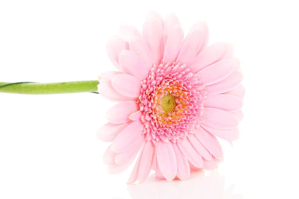 Vacker rosa gerber blomma i närbild — Stockfoto