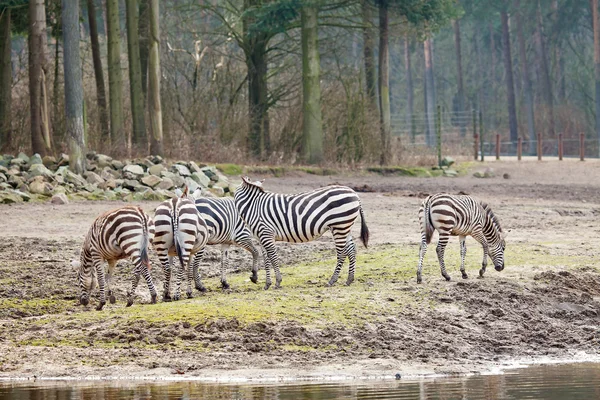 Група зебр — стокове фото
