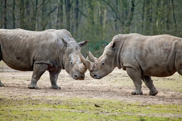 Coppia di rinoceronti che combattono — Foto Stock