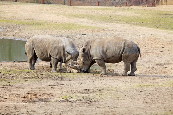 Couple of rhinos fighting — Stock Photo, Image