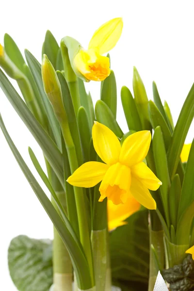 Daffodil amarelo flor em close-up — Fotografia de Stock
