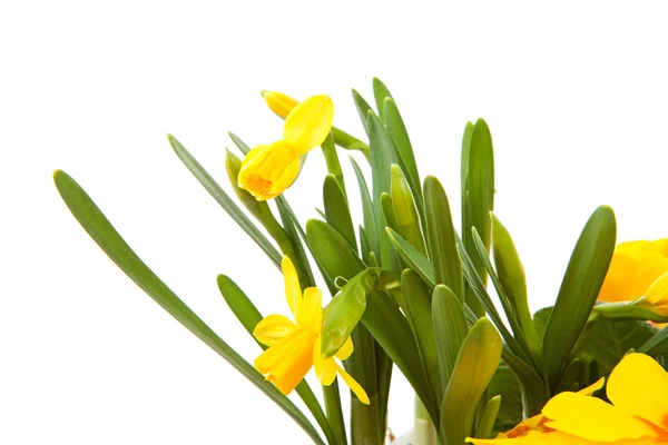Żółty kwiat żonkila w zbliżenie — Zdjęcie stockowe