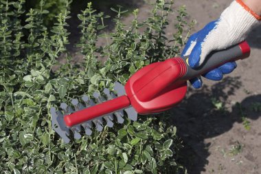 Hedge trimmer clipart