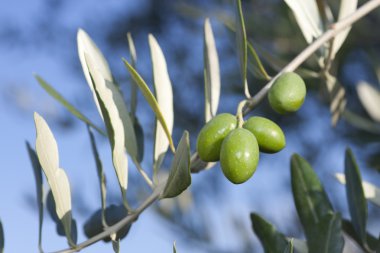 zeytin