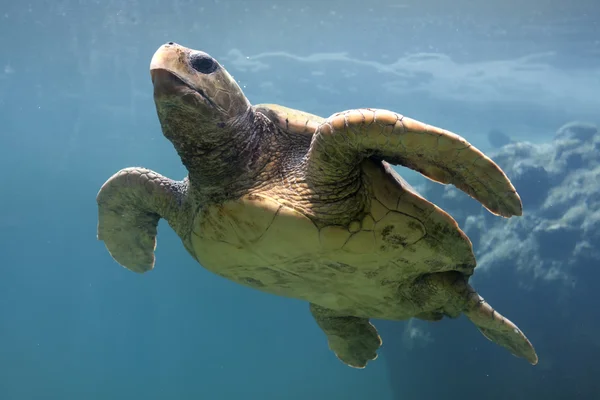 stock image Turtle in the Indian Ocean