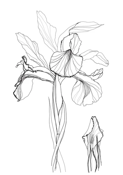 Iris de dibujo — Vector de stock