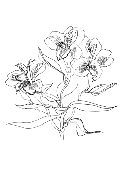 ブラシの描画 alstrameriya の花 — Stock vektor