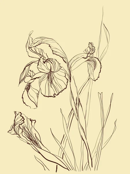 図面のアイリスの花をブラシします。 — ストックベクタ