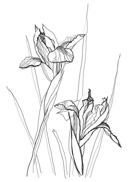 Iris de dibujo — Vector de stock