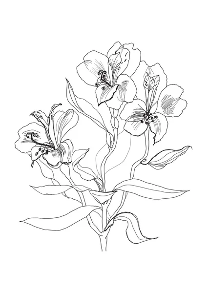 Penna disegno alstrameriya fiore — Vettoriale Stock