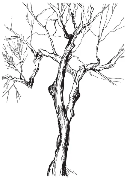 Старе Дерево — стоковий вектор
