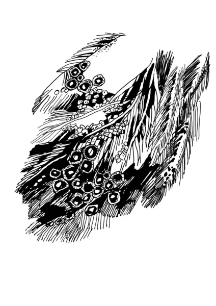 Bird's feather — Stockvector