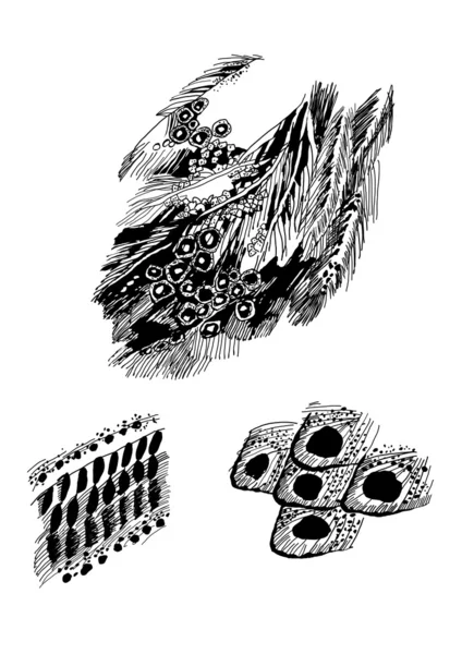 Plumas de ave — Archivo Imágenes Vectoriales
