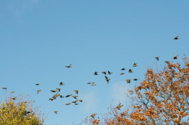 Kuşlar sürüsü vogelschwarm