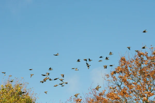 Vogelschwarm Rebanho de aves — Fotografia de Stock
