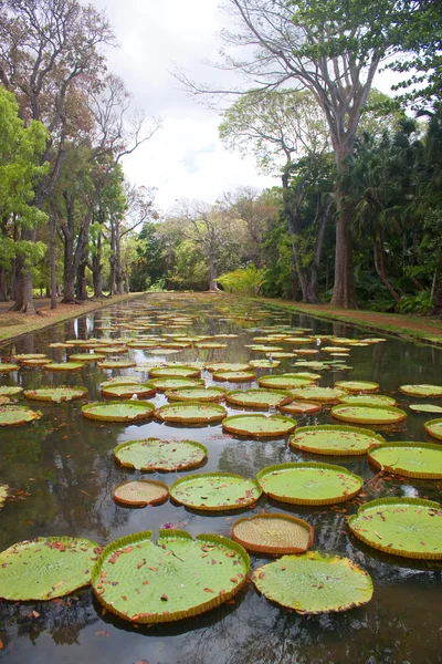Lily Pond Botanische Tuin Mauritius Gefotografeerd November 2010 — Stockfoto