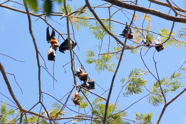 Murciélagos de frutas (Pteropodidae, Megachiroptera ) —  Fotos de Stock