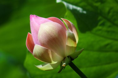 Lotus (Nelumbo)