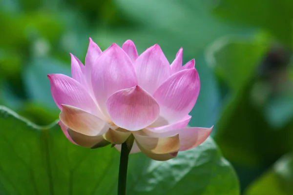 Lotus (Nelumbo) — Stok fotoğraf