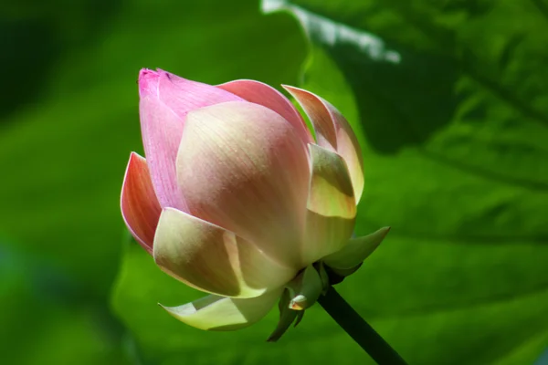 Lotus (Nelumbo) — Stockfoto