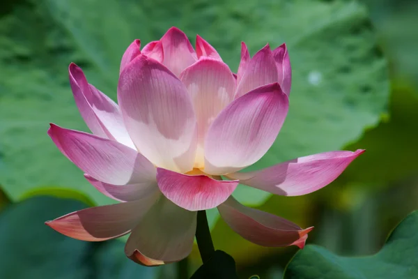 Lotus (Nelumbo) — Stok fotoğraf