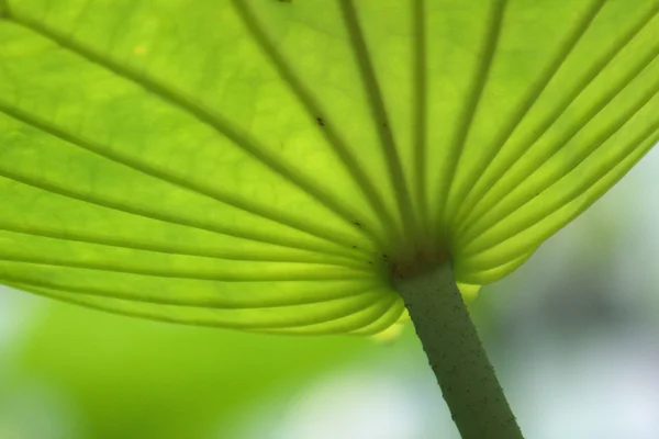 stock image Lotus (Nelumbo)