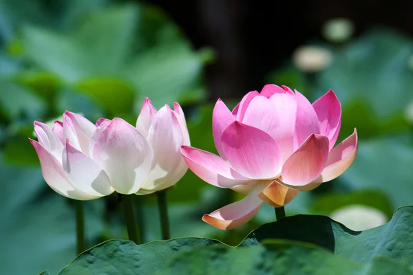 Lotus (lotos) Stock Fotografie