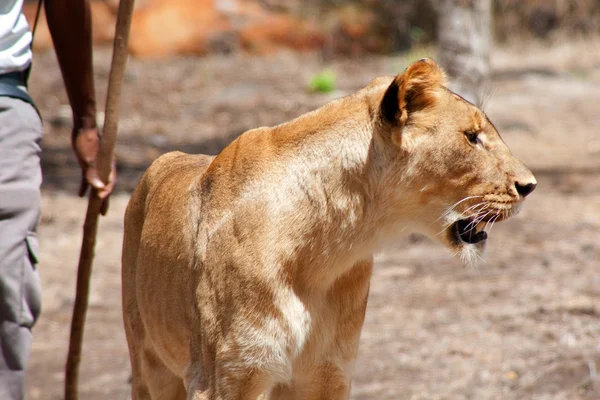 Leone - Panthera leo — Foto Stock