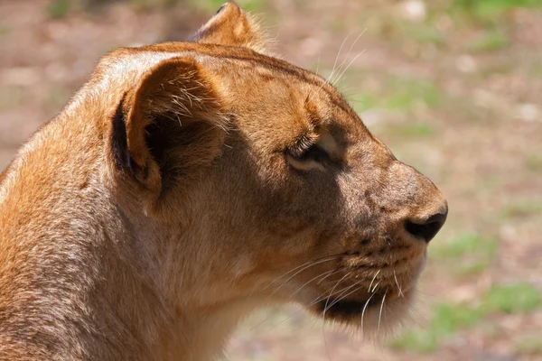 Lion - Panthera leo — Fotografie, imagine de stoc
