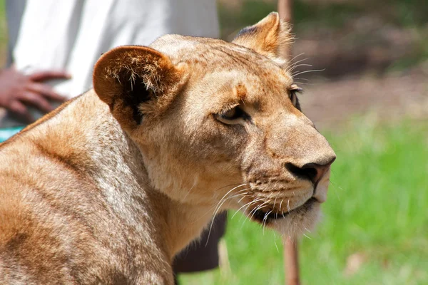 Λιοντάρι Panthera Leo Στο Κασέλα Εθνικό Πάρκο Μαυρίκιος Νοέμβριος 2010 — Φωτογραφία Αρχείου