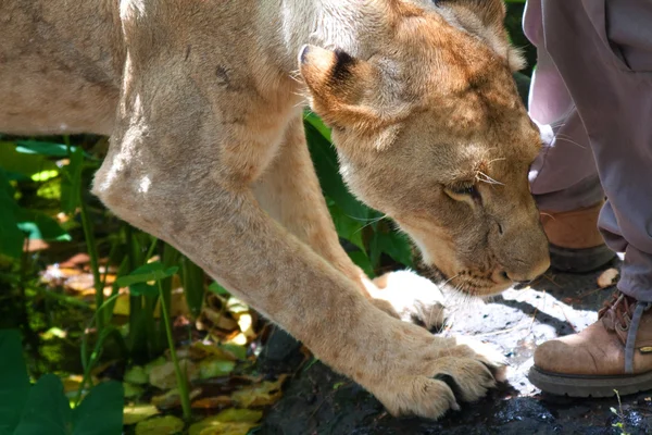 Lejon Panthera Leo Casela National Park Mauritius November 2010 — Stockfoto