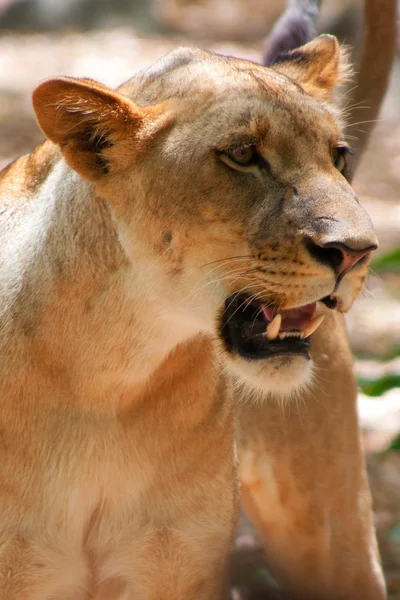 Lew Panthera Leo Parku Narodowego Casela Mauritius Listopad 2010 — Zdjęcie stockowe