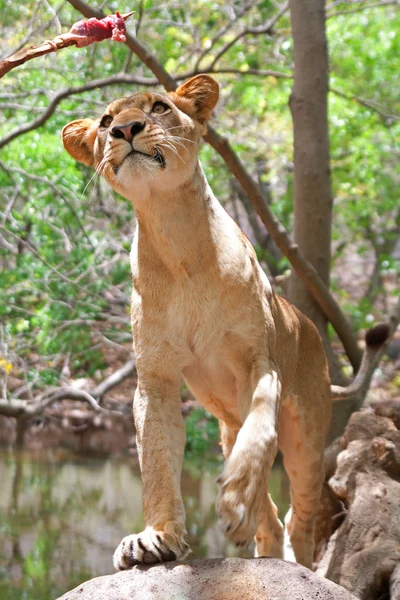 Leone - Panthera leo — Foto Stock