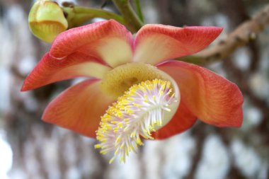 Cannonball Tree Couroupita guianensis in the Botanical Garden in Mauritius, photographed in November 2010 clipart