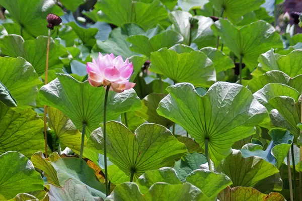 Lotus Nelumbo — Stok fotoğraf