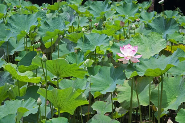 Lotus Flower Botanical Garden Mauritius Photographed November 2010 — Stock Photo, Image