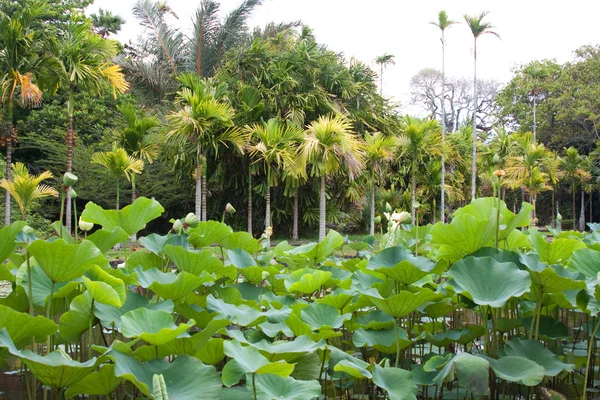 Lotusbloem Botanische Tuin Mauritius Gefotografeerd November 2010 — Stockfoto