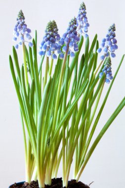 üzüm sümbül - muscari - bahar çiçek, photograpehd Şubat 2011,